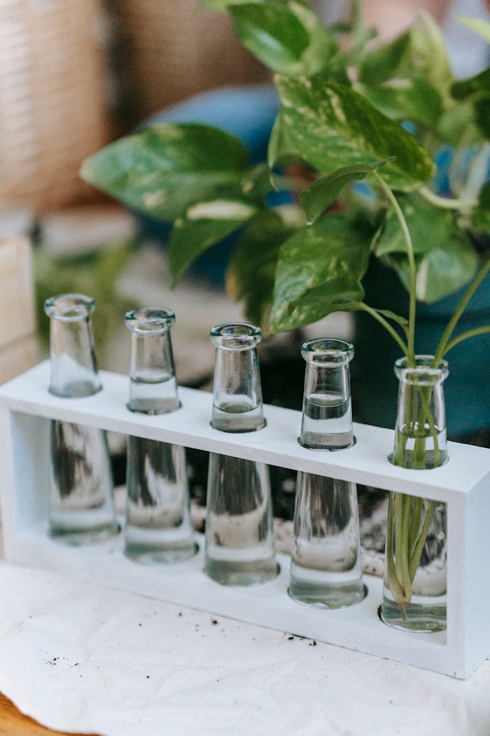 Home Glass tubes arranged on a wooden holder with water and green plants in a home setting.